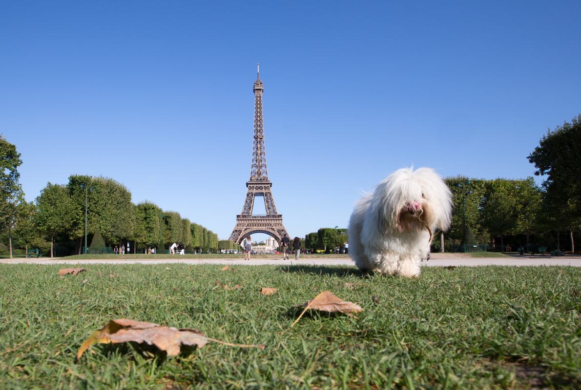 Paris - Best dog friendly destinations in Europe - Copyright yongyot therdthai - European Best Destinations