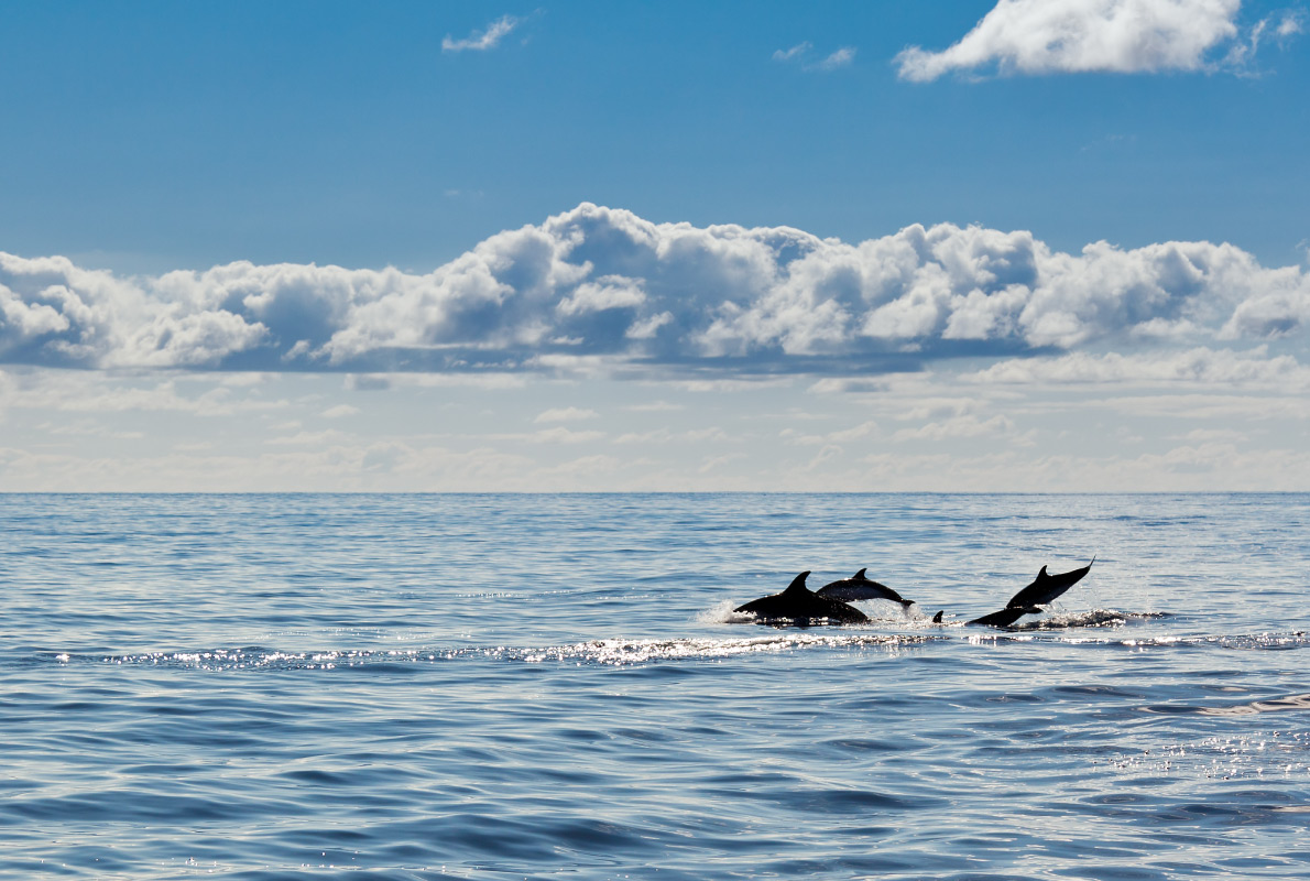 Tarifa - Best dolphins and whales destinations in Europe - Copyright Dennis van de Water - European Best Destinations