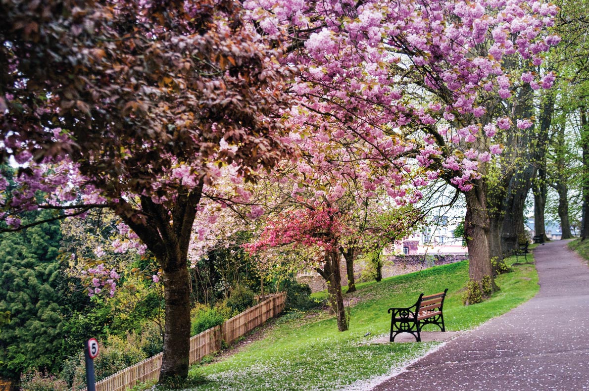 Cherry blossoms in Europe - Bristol Park in spring flowers Copyright Anna Kepa - European Best Destinations