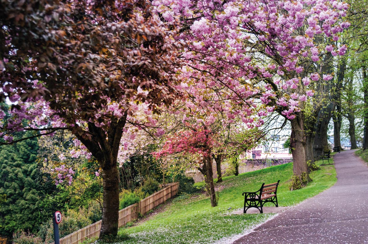 Cherry blossoms in Europe - Bristol Park in spring flowers Copyright Anna Kepa   - European Best Destinations