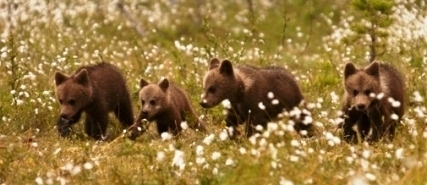 Wild Taiga - European Destinations of Excellence - European Best Destinations