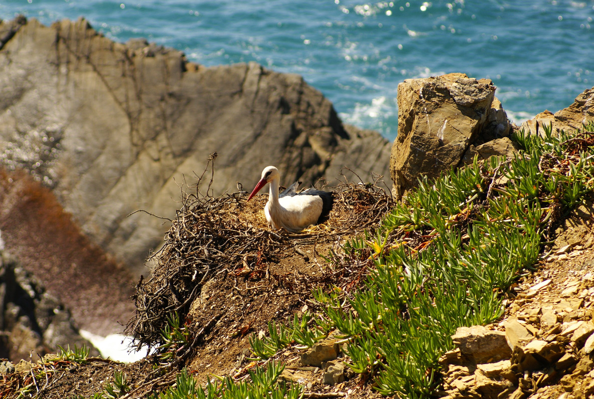 Alentejos - Best Bird Watching destinations in Europe - Copyright Lukasz Janyst - European Best Destinations