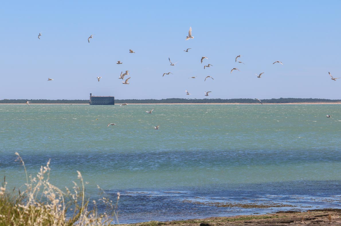 Best sustainable destinations for birdwatching in Europe - Rochefort Océan - Copyright Julie Paulet 