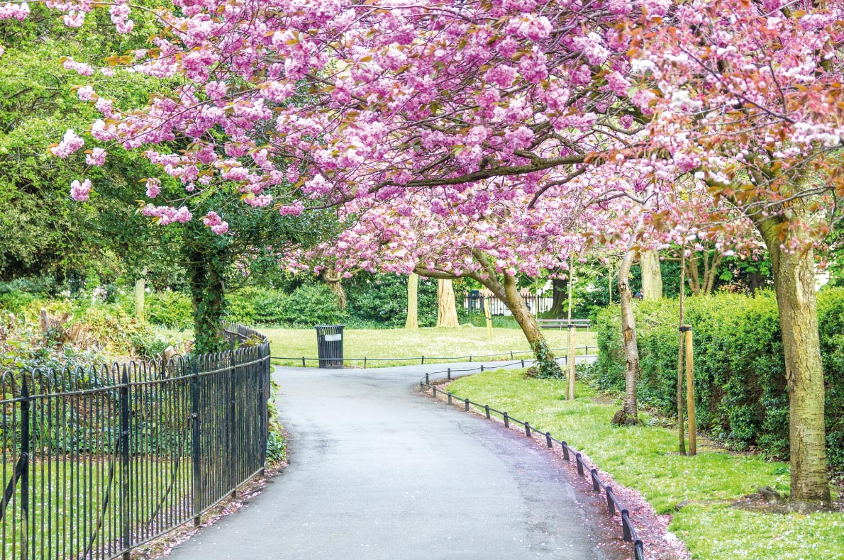 Cherry blossoms in Europe - Saint Stephen's Green park, Dublin Copyright Giancarlo Liguori - European Best Destinations