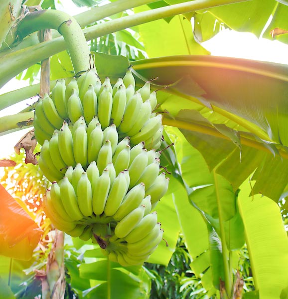 madeira-best-destinations-for-food-lovers