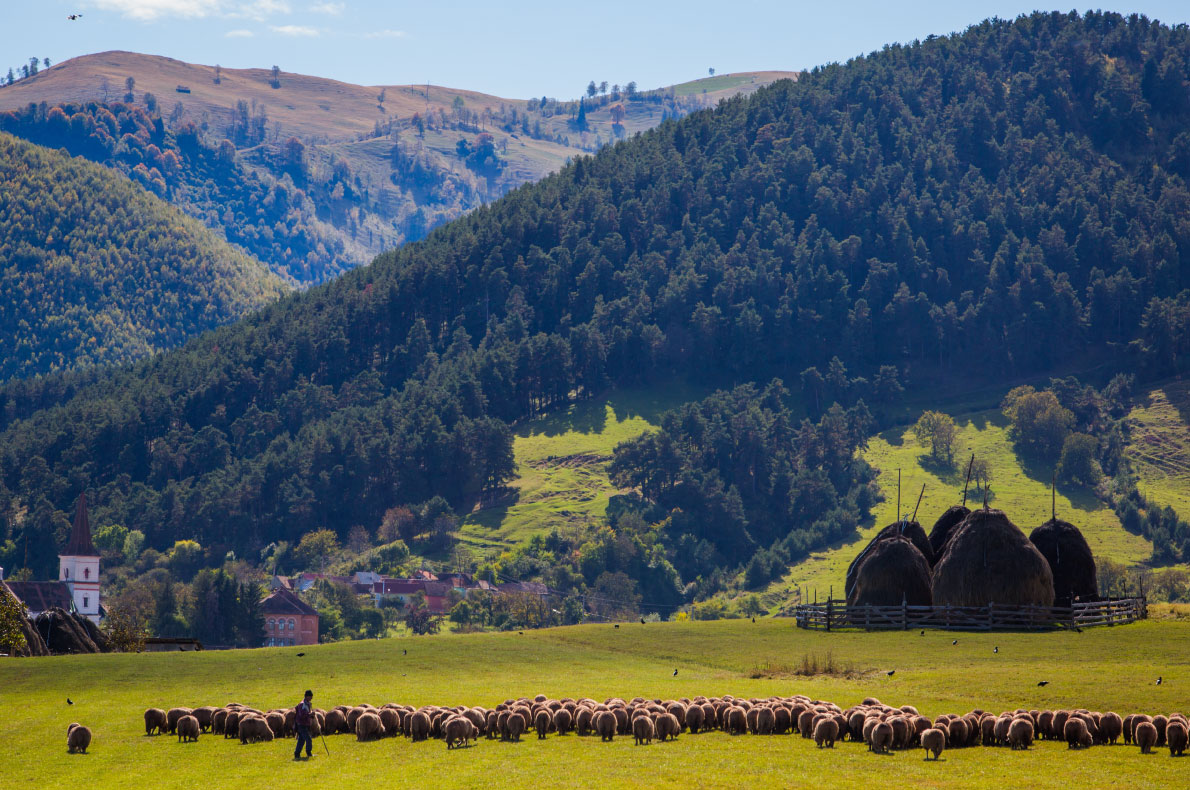 Best sustainable experiences in Europe - The sheep cheese road - Copyright Marginimea Sibiului  - European Best Destinations