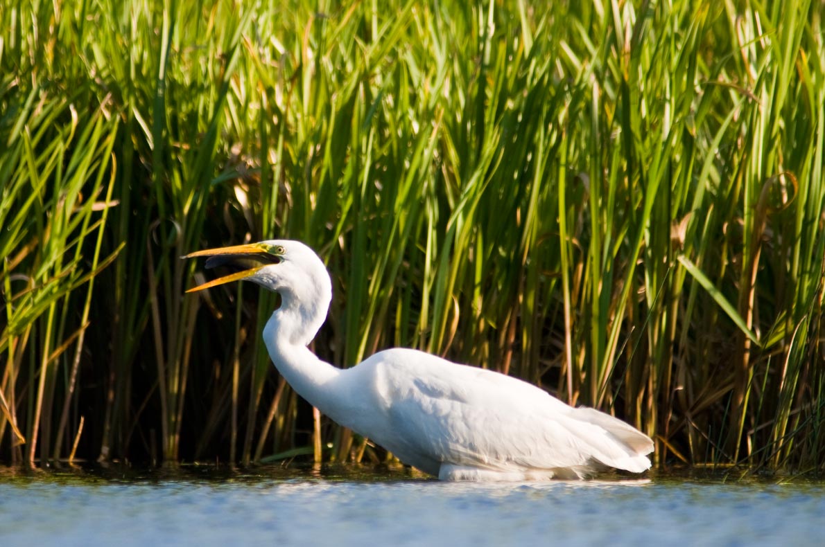 Best sustainable destinations for birdwatching in Europe  - Copyright Abenteuer Flusslandschaft  - European Best Destinations