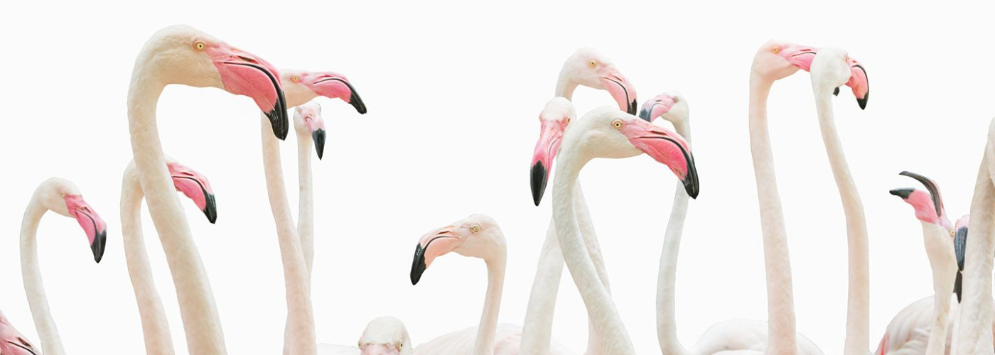 Best-sustainable-destinations-for-birdwatching