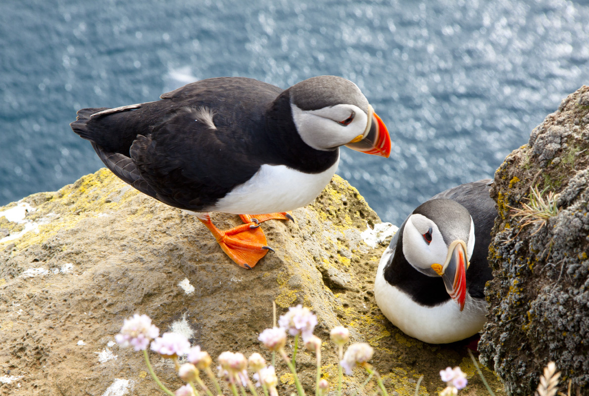 Loophead - Best Bird Watching destinations in Europe - Copyright Doin Oakenhelm - European Best Destinations