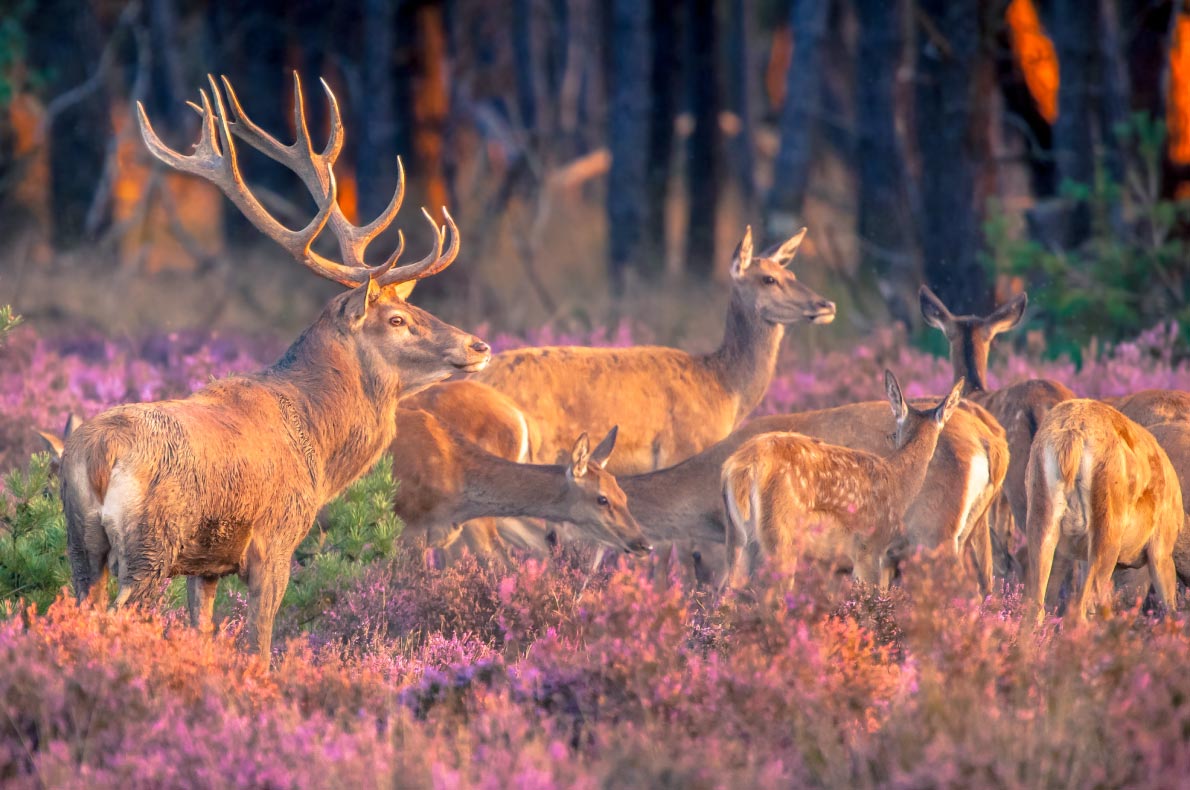 Best things to do in The Netherlands - Veluwezoom Park - Copyright Rudmer-Zwerver - European Best Destinations