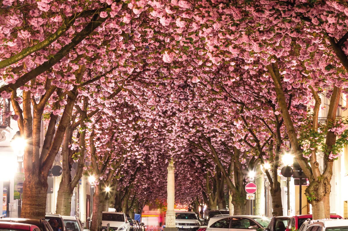 Best things to do in Germany - Bonn Cherry Blossoming 