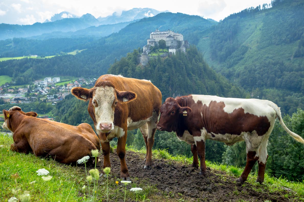 Best castles in Austria - Hohenwerfen Castle - Copyright SaKaLovo - European Best Destinations
