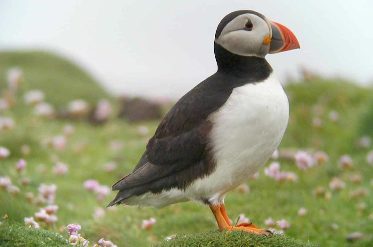 Best sustainable destinations for Birdwatching in Europe - Copyright Loophead.ie - European Best Destinations