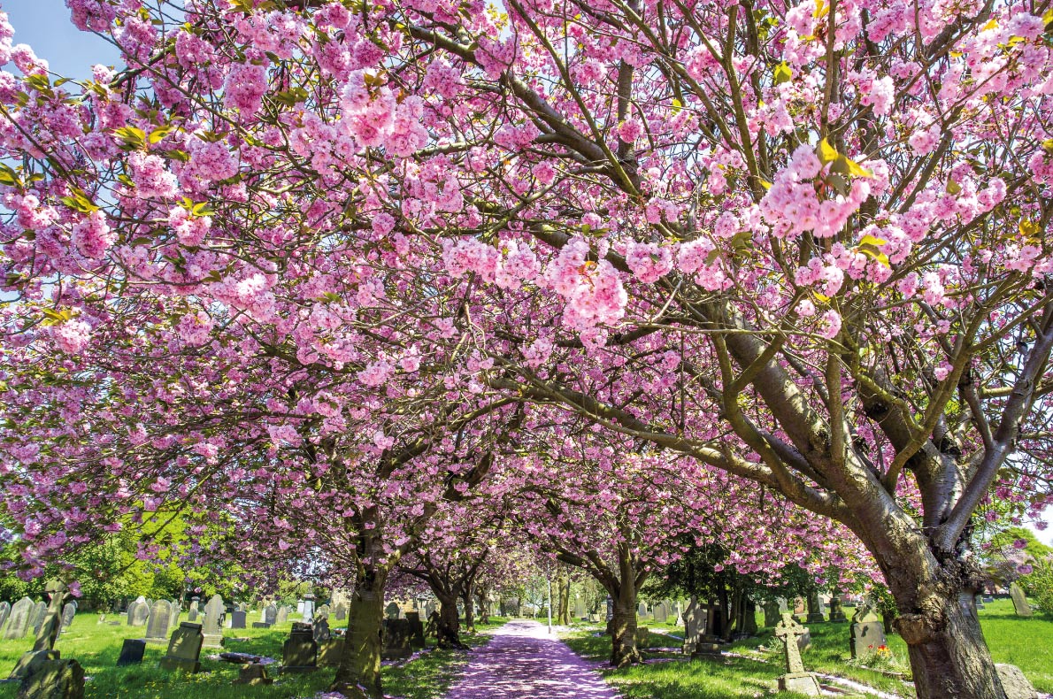 Cherry blossoms in Europe - Cherry Blossoms Archway Normanton, West Yorkshire Copyright Michiko Smitht - European Best Destinations