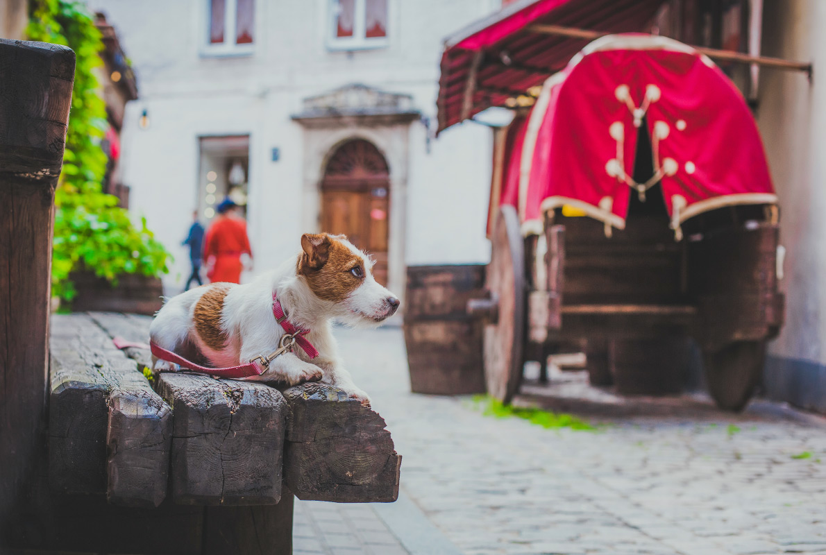 dog friendly travel europe