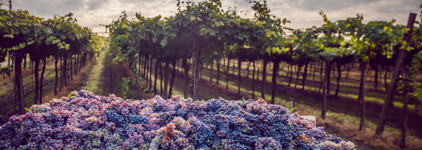 Best Wine Destinations In Europe Europe S Best Destinations