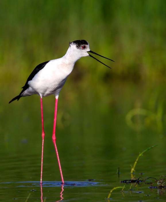 best-sustainable-destinations-for-birdwatching