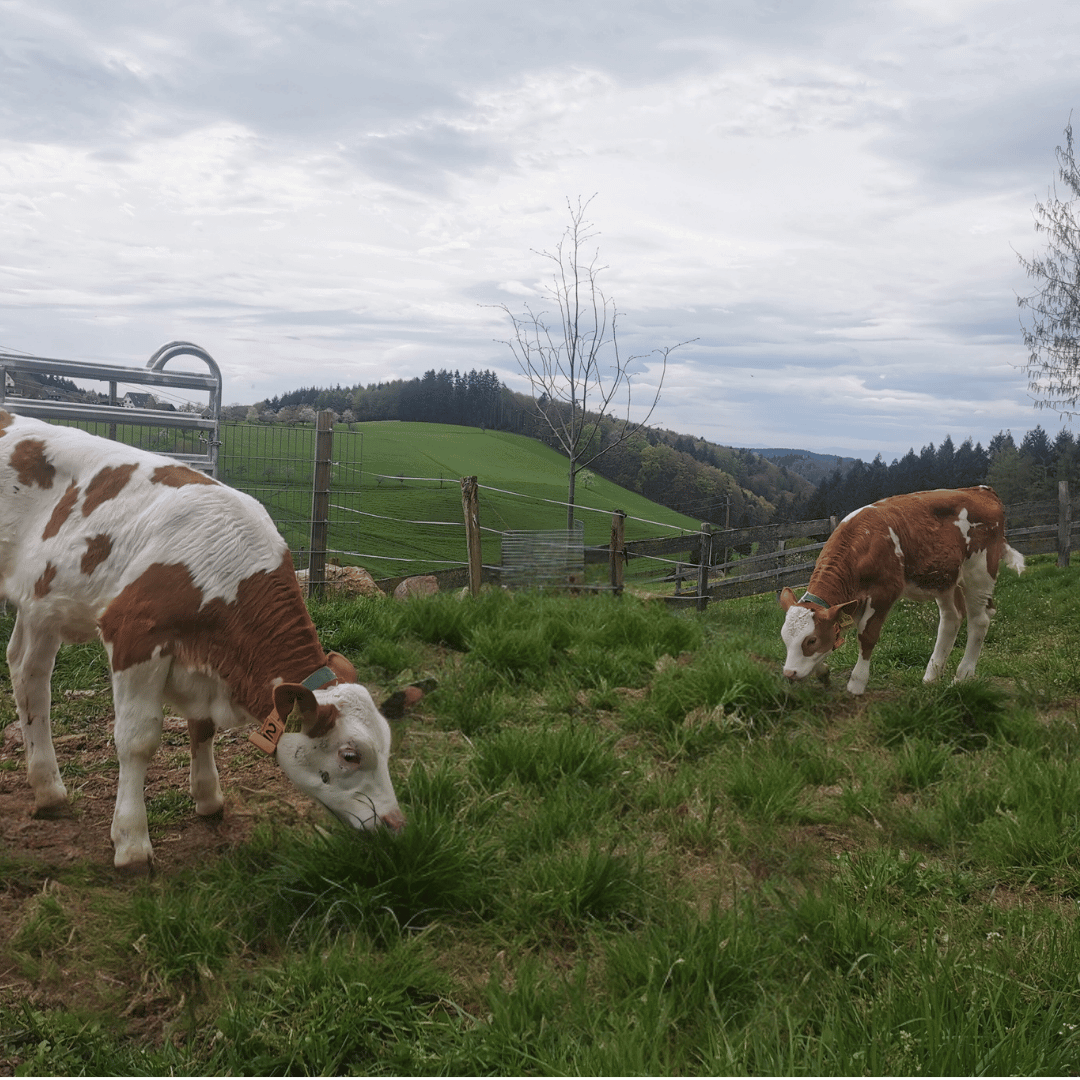 Kälbchen schuppern schon mal am Gras