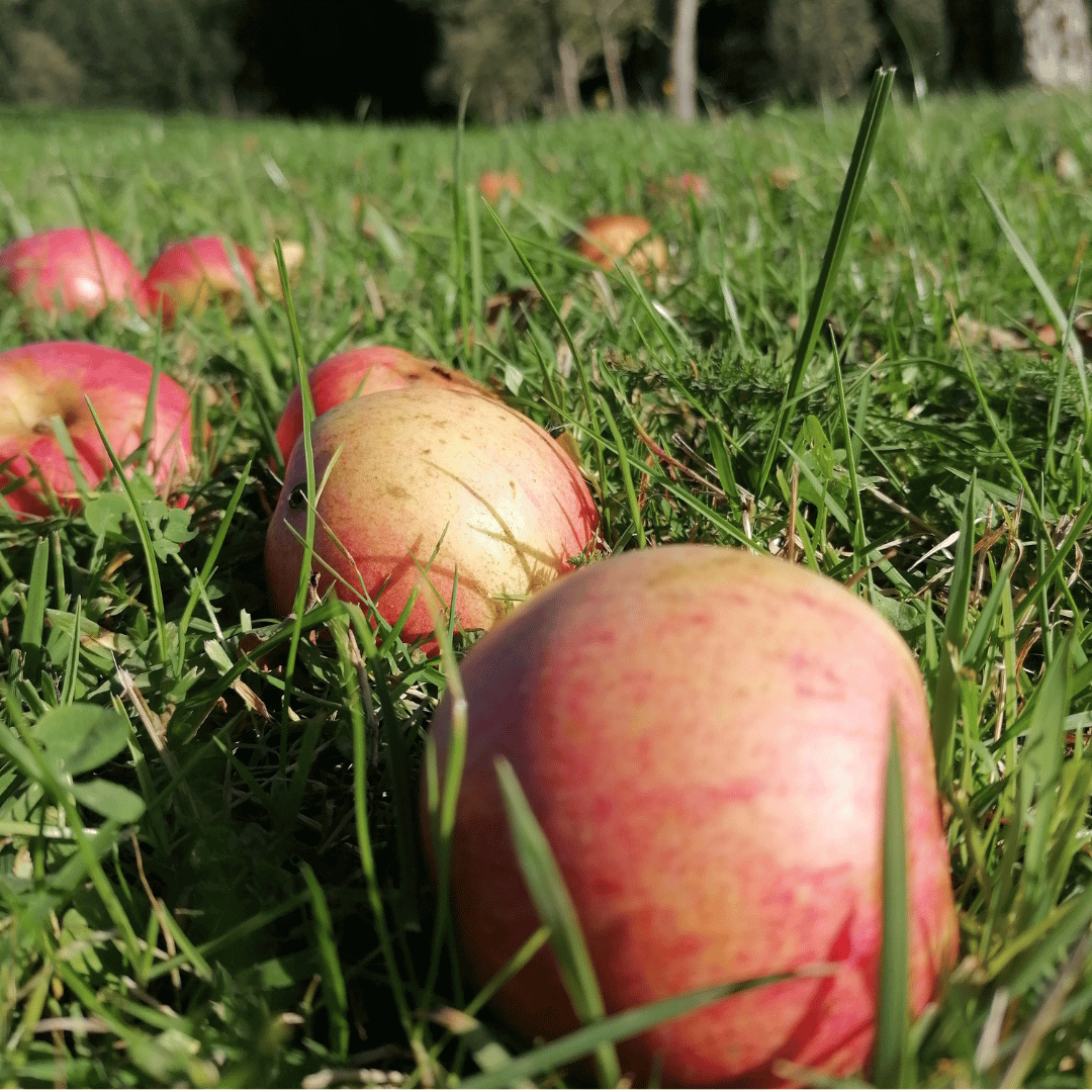 Äpfel für frischen Apfelsaft