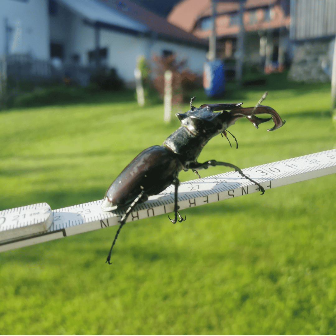 XXL Hirschkäfer
