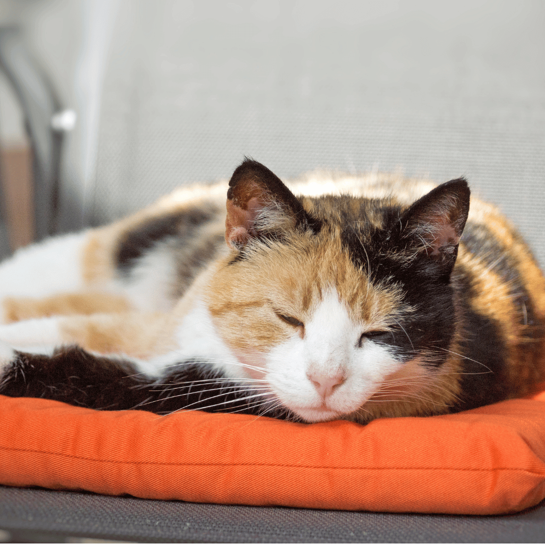 Katze Hermine
