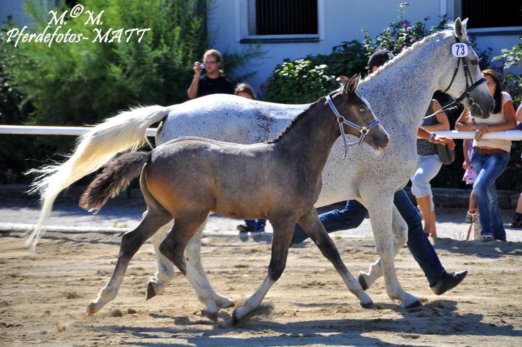 Soraya    v. Ramiro´s Bube - Sirius Son - Sandor