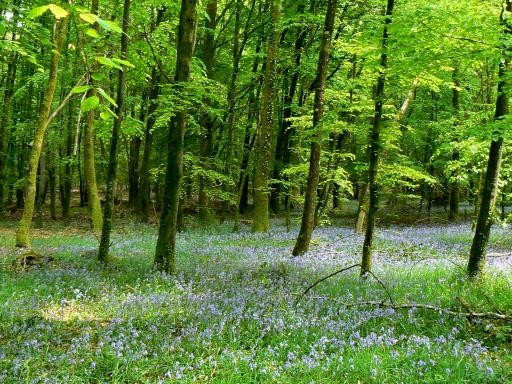 la foret des andaines