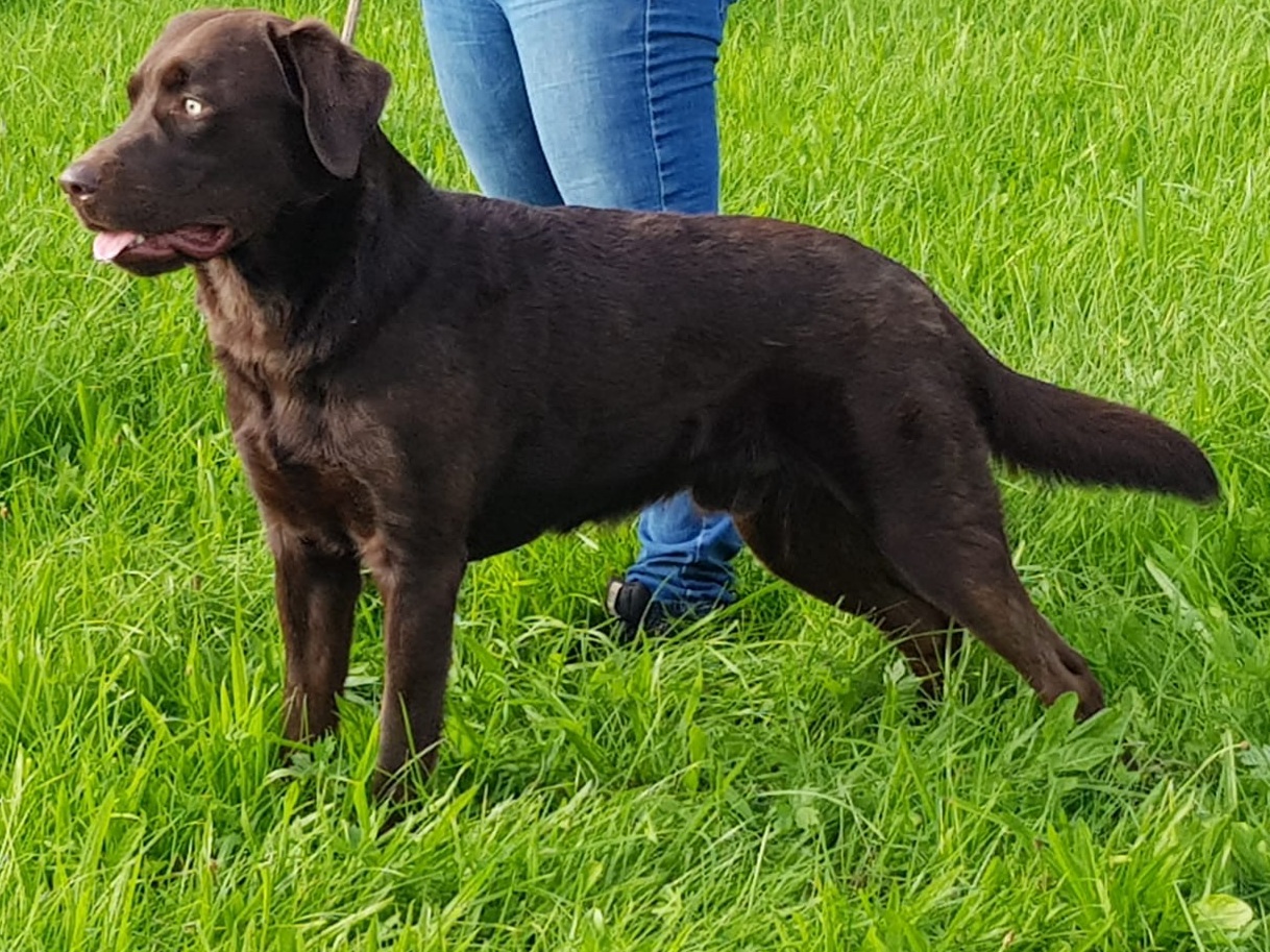 KK - labradore of my own