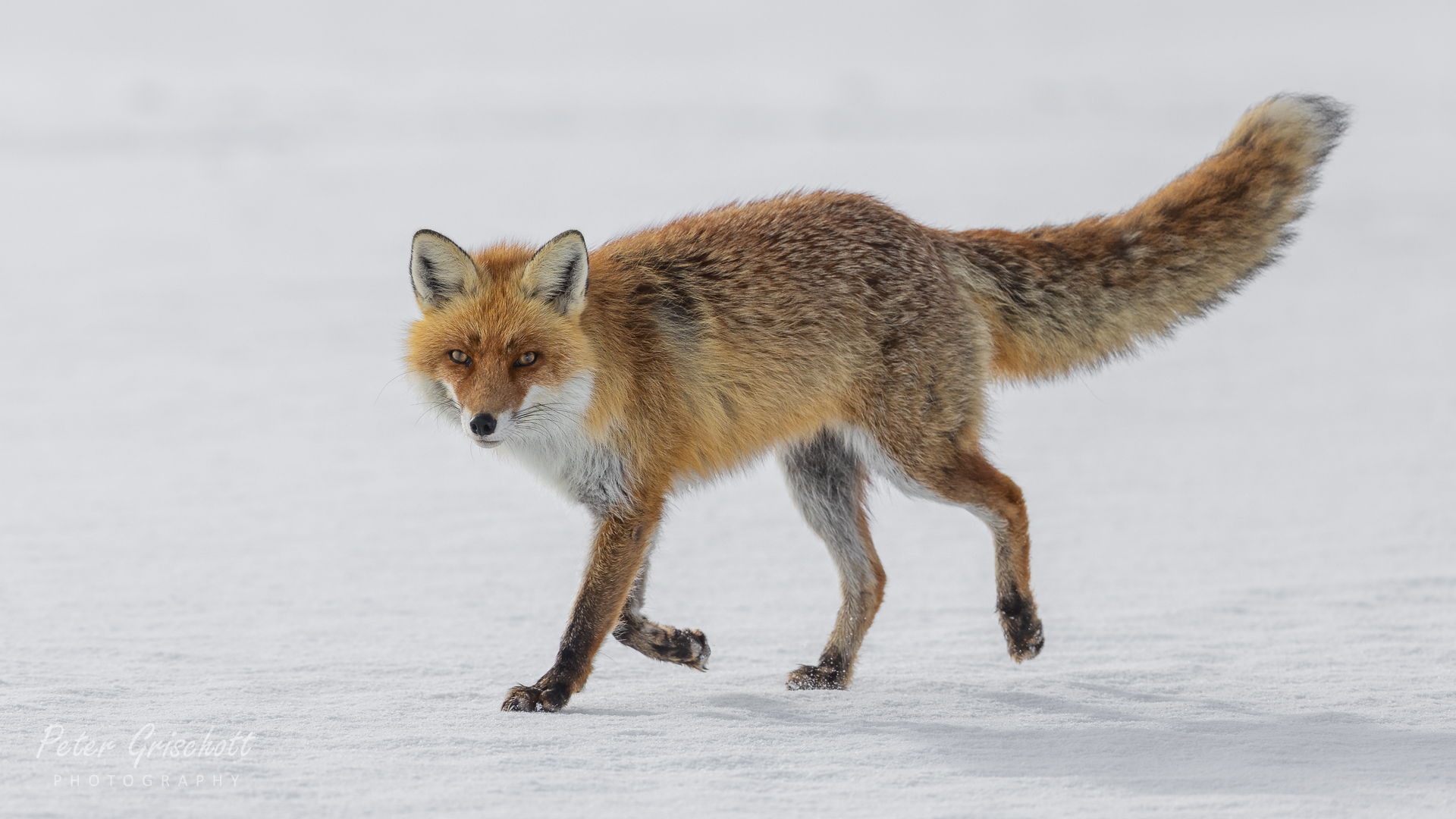 Der Fuchs im Schnee