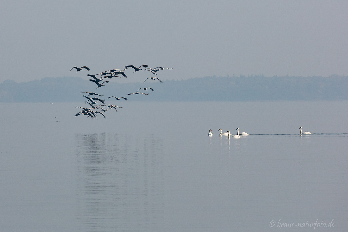 Kraniche fliegen tief über dem Bodden