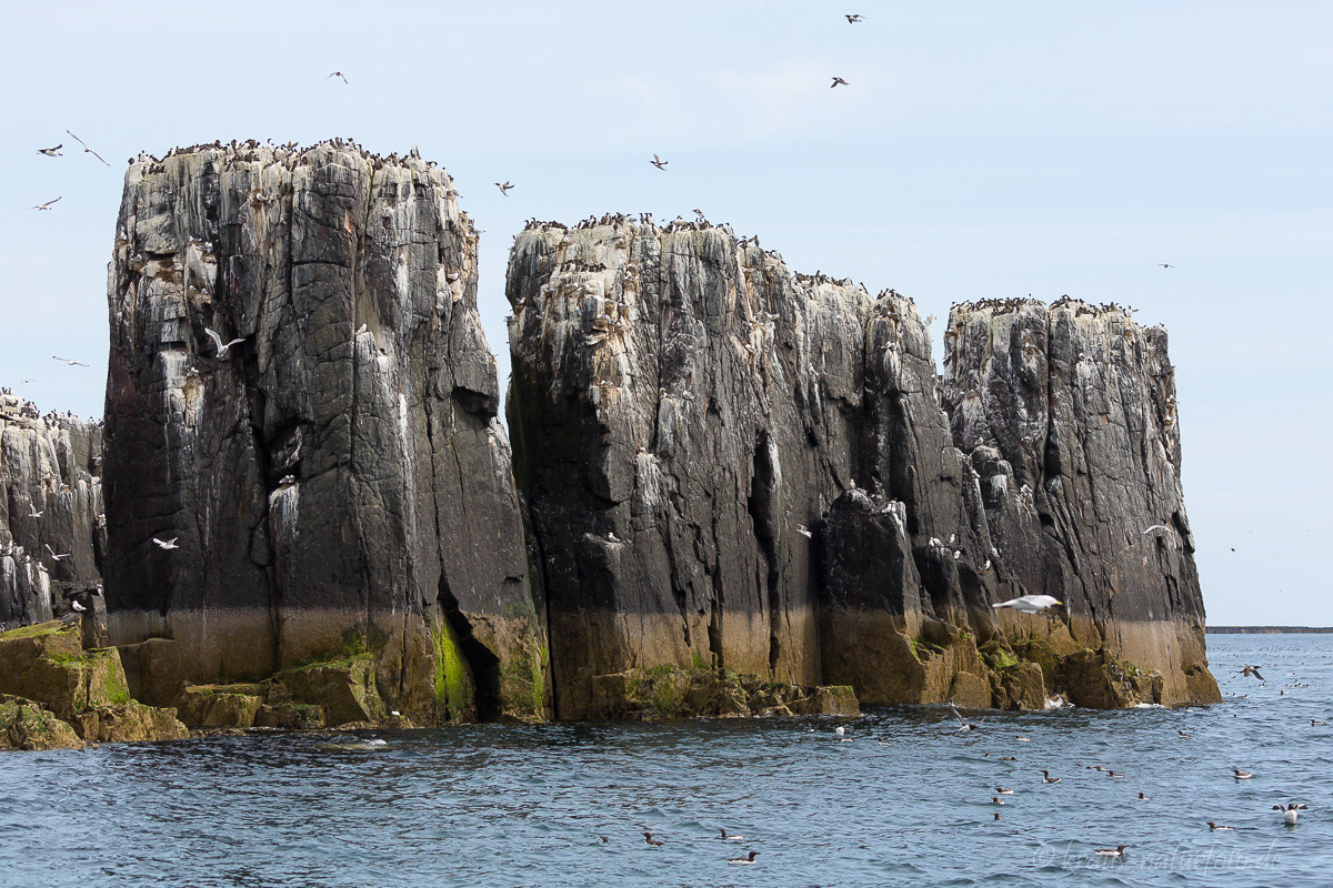 Farne Islands