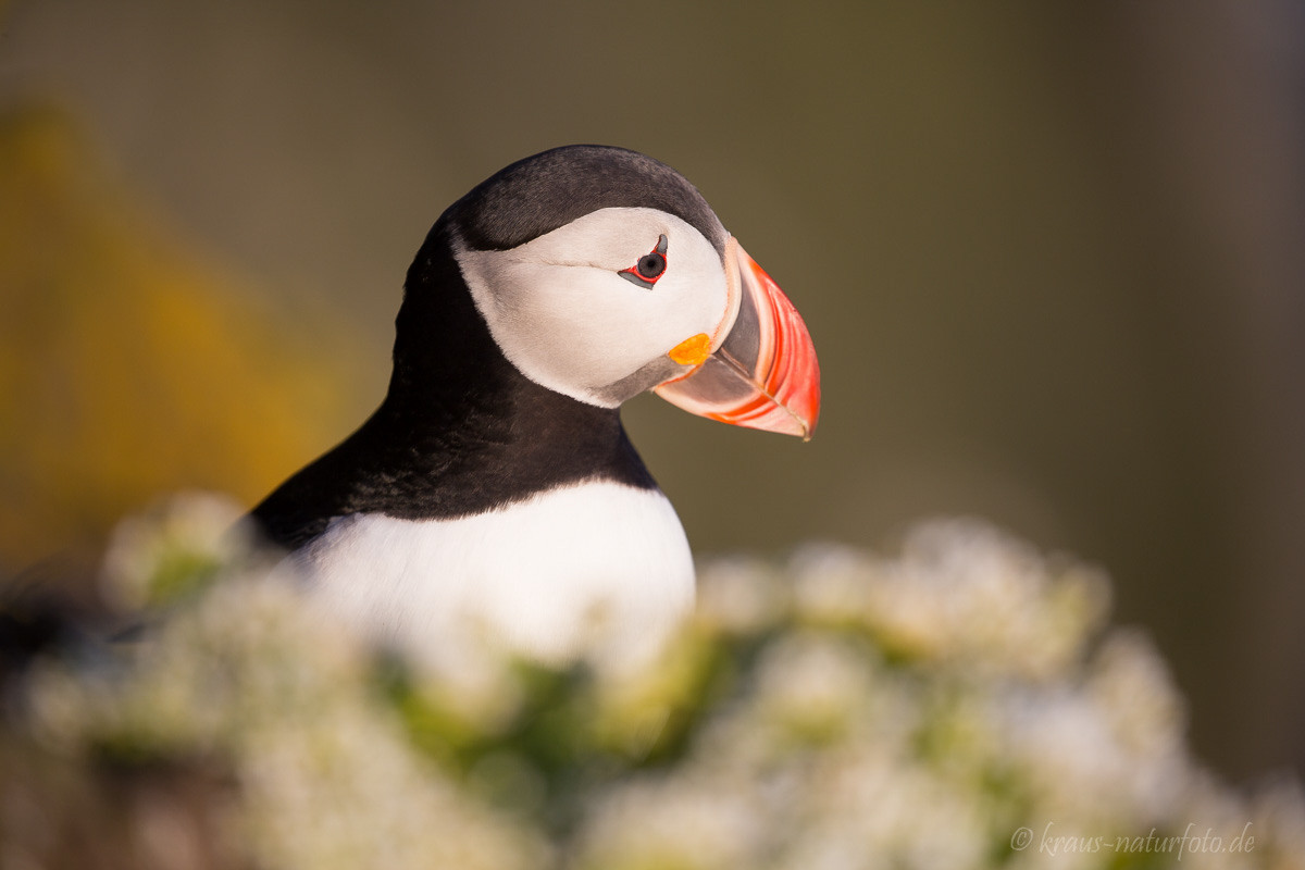 Papageitaucher, Latrabjarg