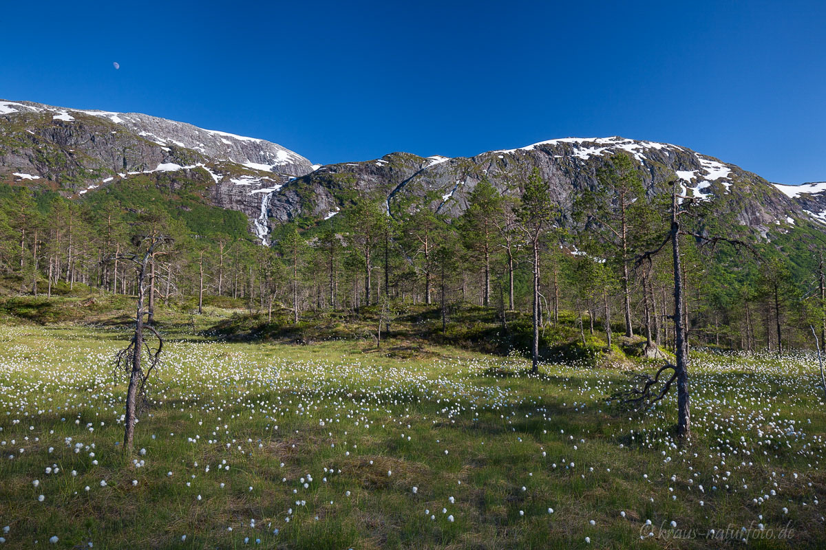 Wollgras am Gaularfjell