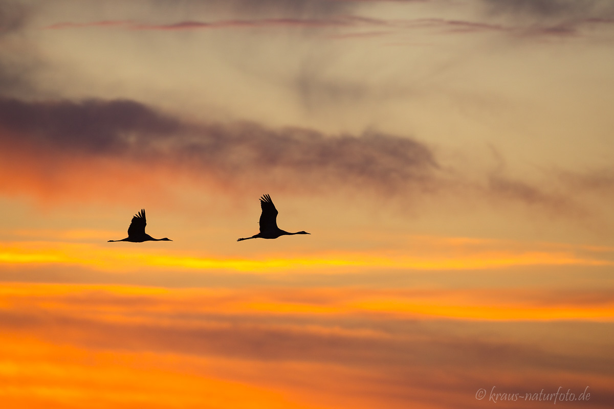 Kraniche bei Sonnenaufgang