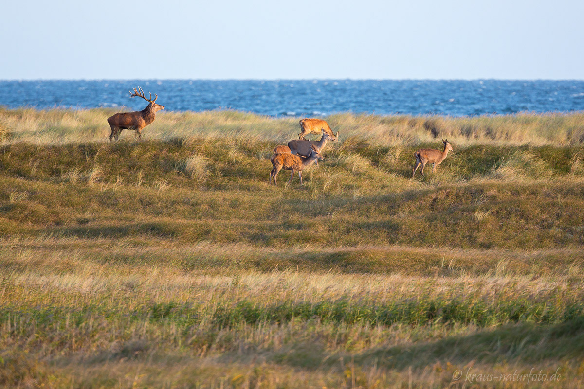 Hirsche in den Dünen