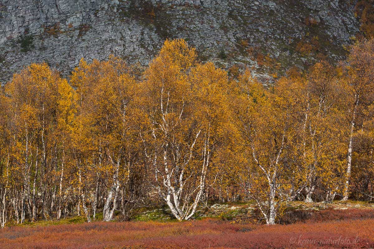 Herbst im Rondane, Norwegen