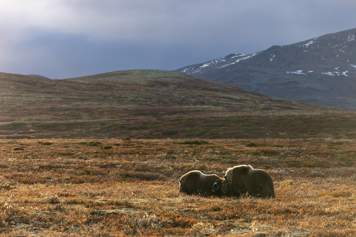 Moschusochse Dovrefjell