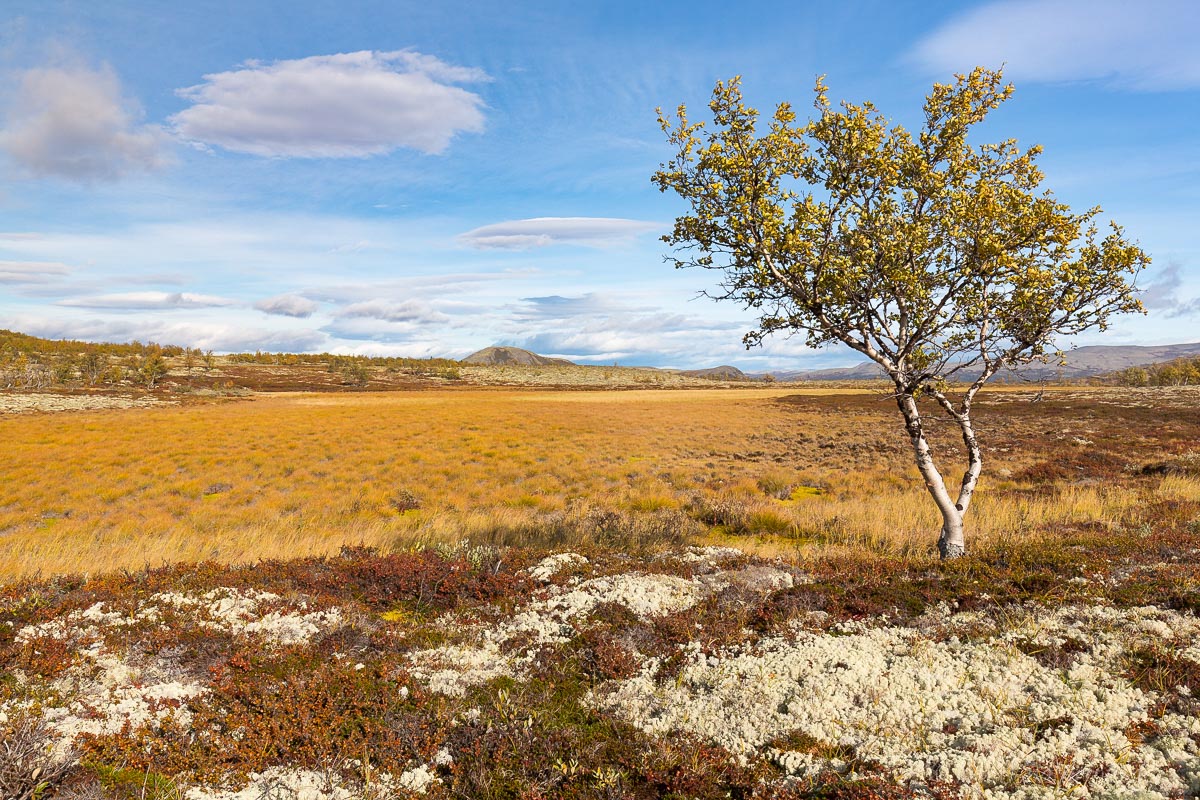 Herbst im Rondane, Norwegen