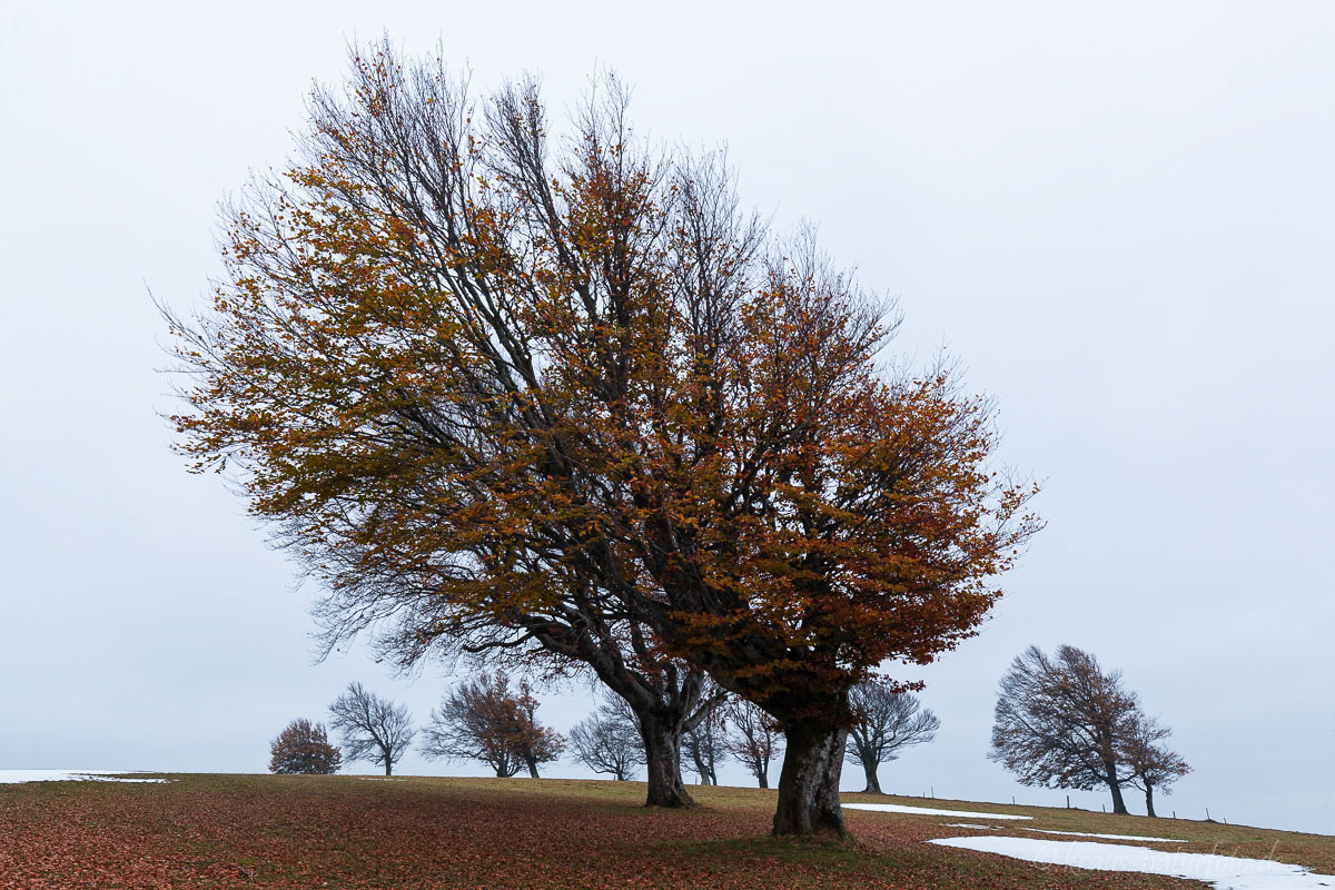 Windbuchen am Schauinsland