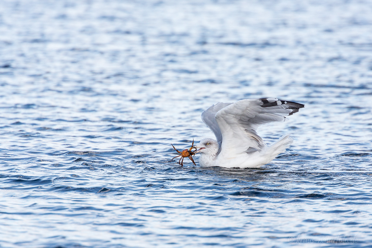 Möwe mit Krebs