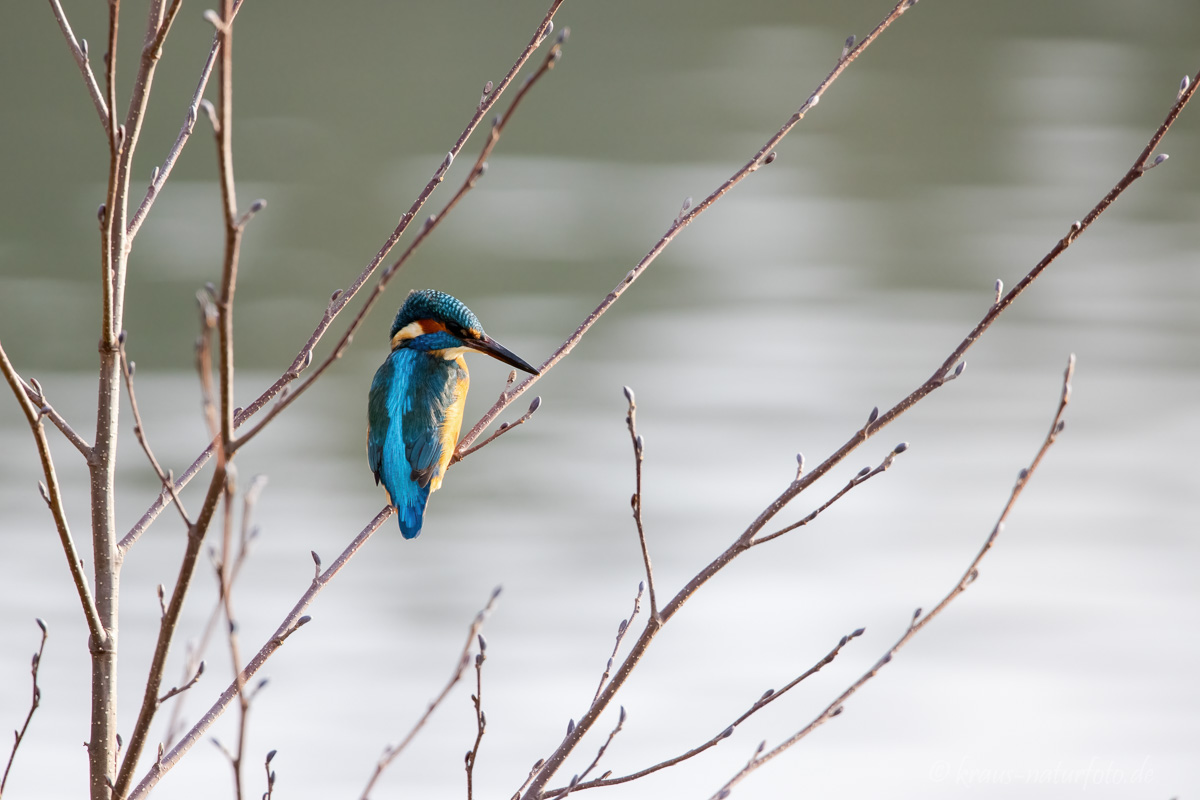Eisvogel