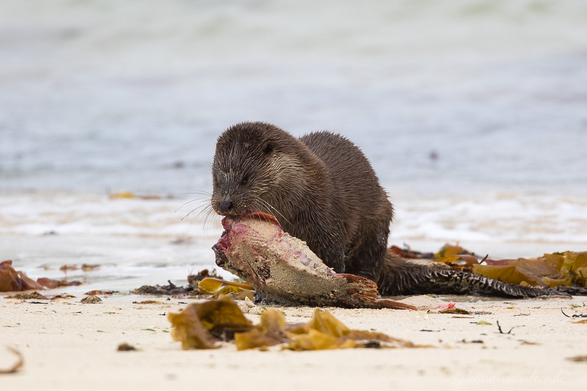 Otter mit gefangenem Seehasen (heute gibt es panierten Fisch)