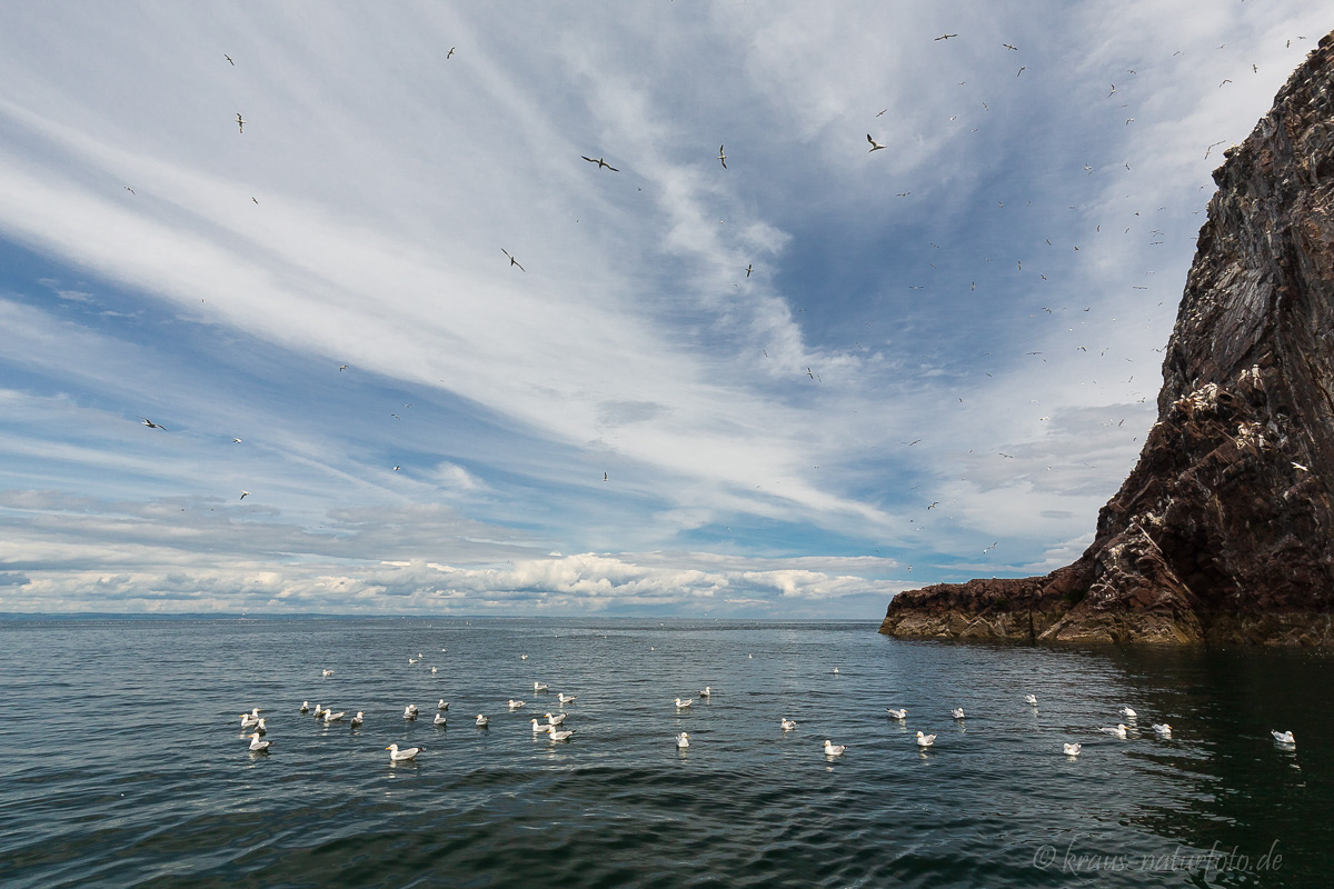 Baßtölpel am Bass Rock