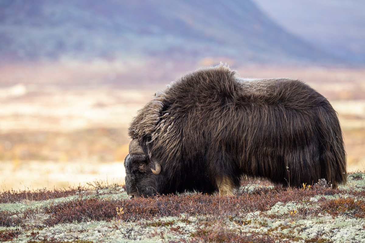 Moschusochse Dovrefjell