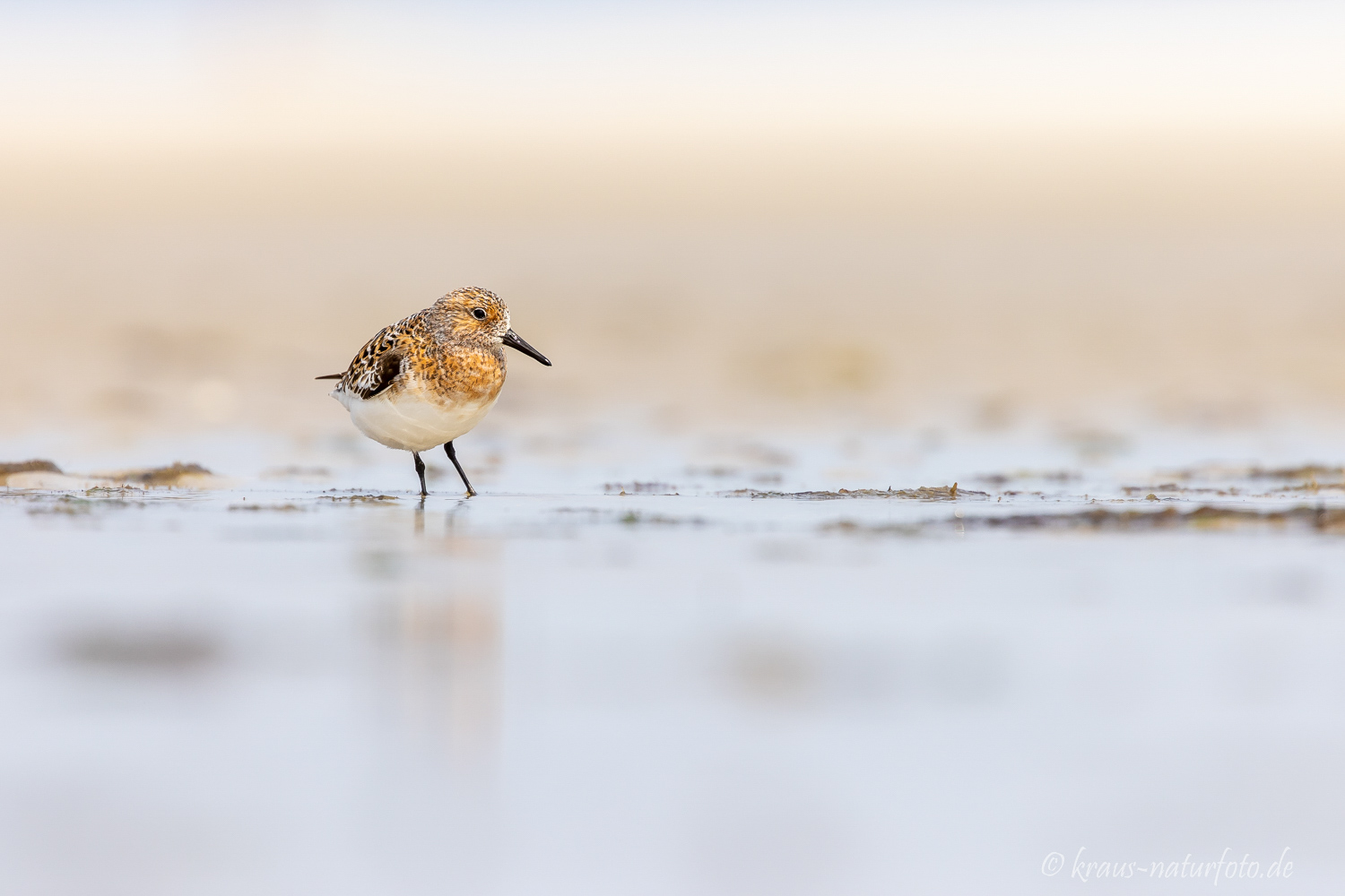 Sanderling