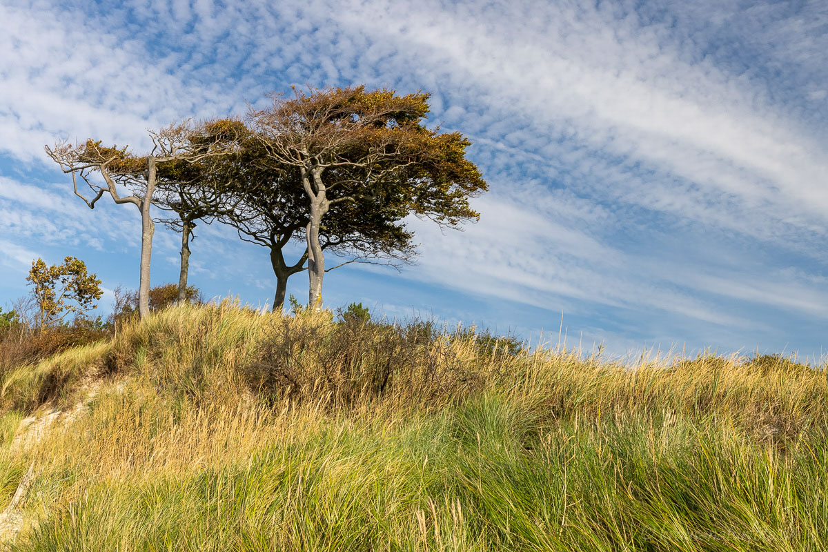 Windflüchter am Darßer Weststrand