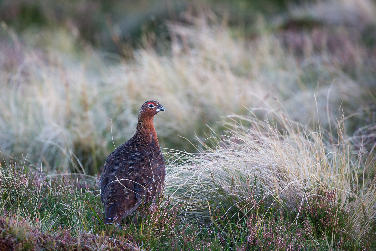 Mohrschneehuhn