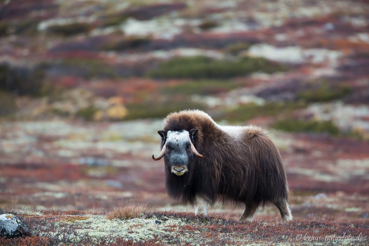 Moschuskuh, Dovre Fjell