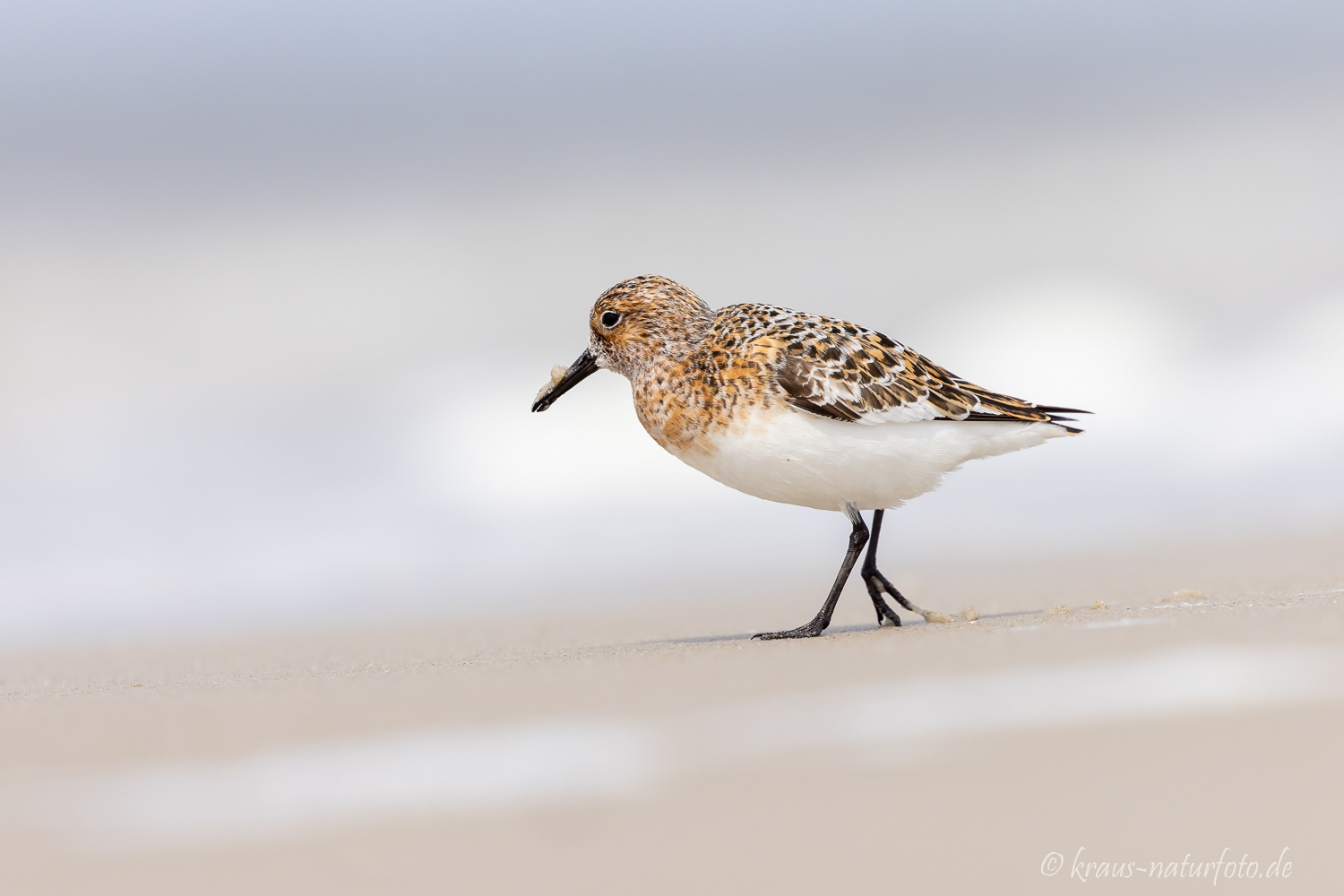 Sanderling