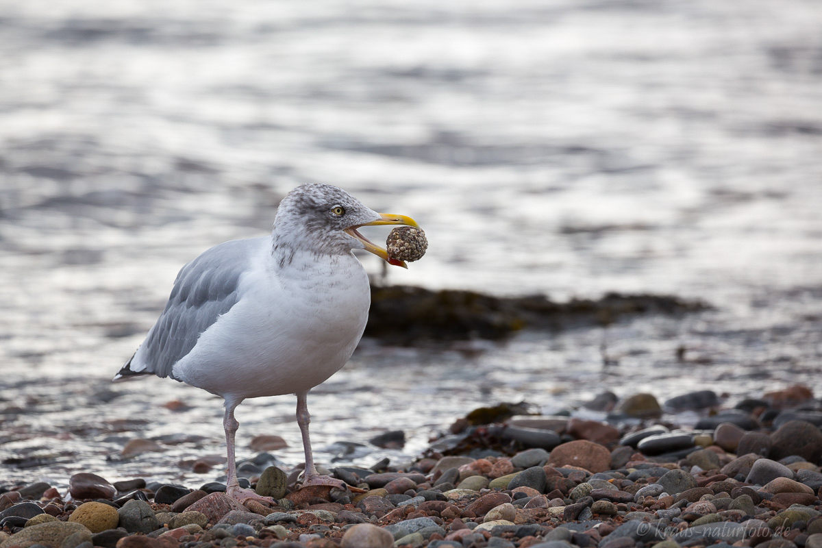 Möwe